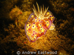 I spotted this beautiful chromodoris inside the lower par... by Andrew Eastwood 